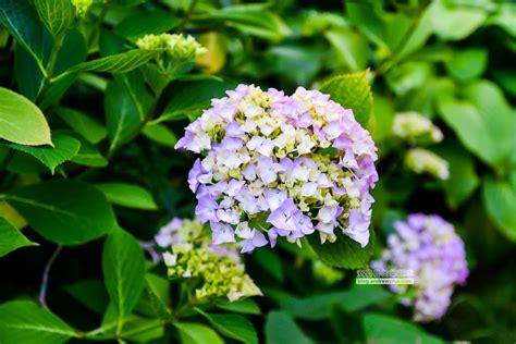 太宗台 繡球花|太宗寺繡球花季｜釜山影島區｜萬紫千紅，人多花更多的美麗風 